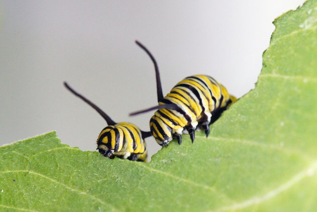 Die Raupe des Monarchfalters ernhrt sich ausschlielich von Seidenpflanzen, deren Gift sie vor Fressfeinden schtzt. Foto: Rita Verma