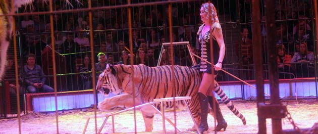 Tigerlady Sarah Houcke. Foto: Andrea Pollak