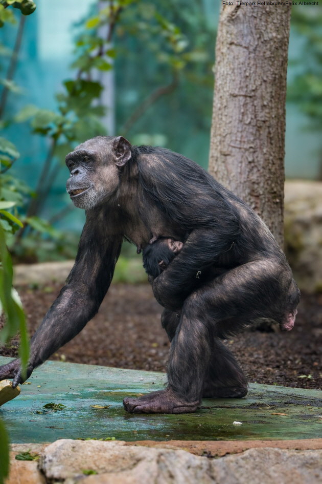 Schimpanse Zenta mit Jungtier. Foto: Tierpark Hellabrunn/Felix Albrecht