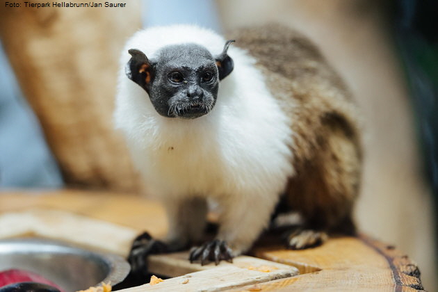 Zweifarbentamarine neu in Hellabrunn. Foto: Tierpark Hellabrunn/Jan Saurer