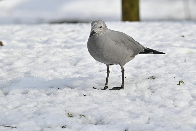 Hellabrunn_Graum�we_Birgit_Mohr