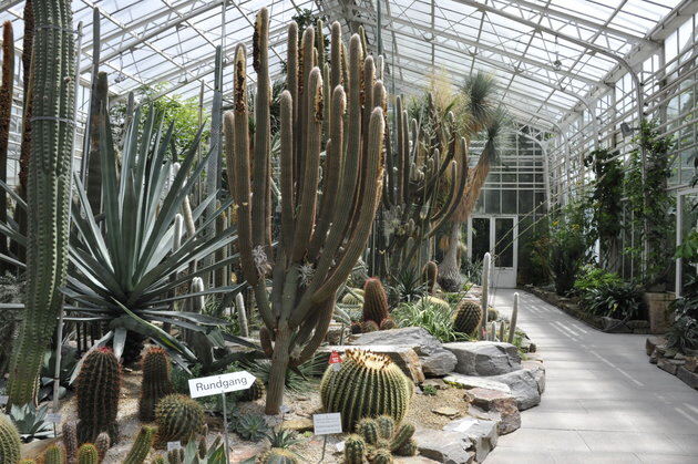 BoGart_2 Gro�es Kakteenhaus_BotMuc_Franz Hoeck