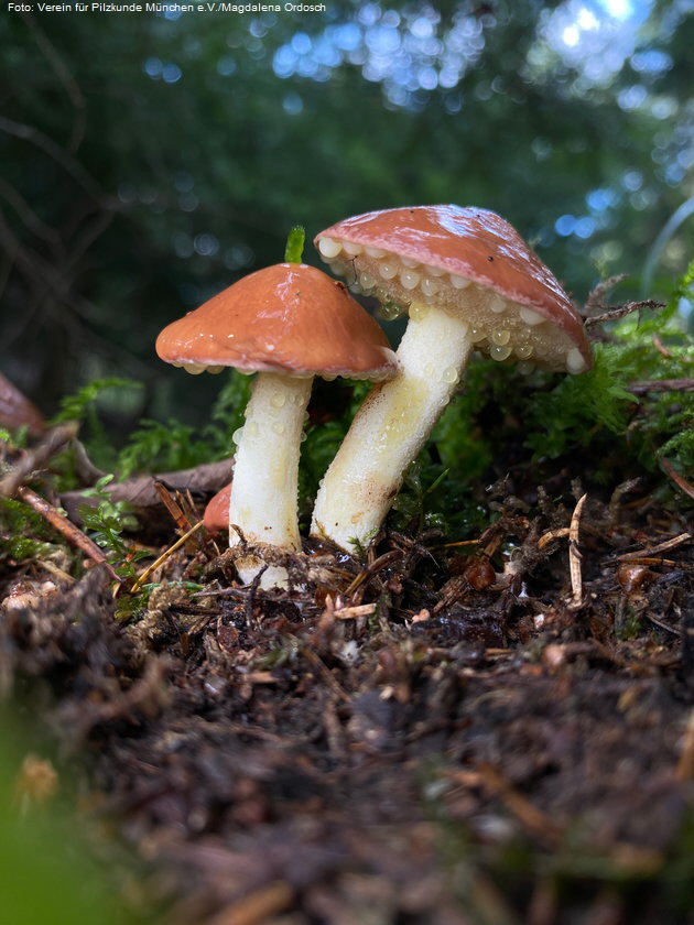 Der K�rnchen-R�hrling (Suillus granulatus) w�chst nur bei Kiefern und ist ein guter Speisepilz. Foto: Verein f�r Pilzkunde M�nchen e.V./Magdalena Ordosch