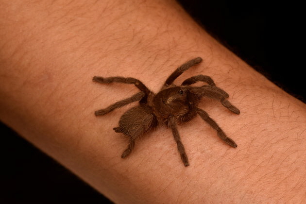 Foto_2_Vogelspinne_auf_Arm_Foto_Frank_Glaw_ZSM-SNSB